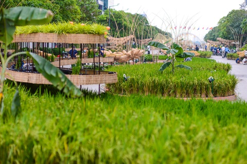 Đường hoa Nguyễn Huệ sẽ tươi sắc cùng lúa chín, giàn bầu, cà chua... - Ảnh 7. Đường hoa Nguyễn Huệ sẽ tươi sắc cùng lúa chín, giàn bầu, cà chua... - Ảnh 7.
