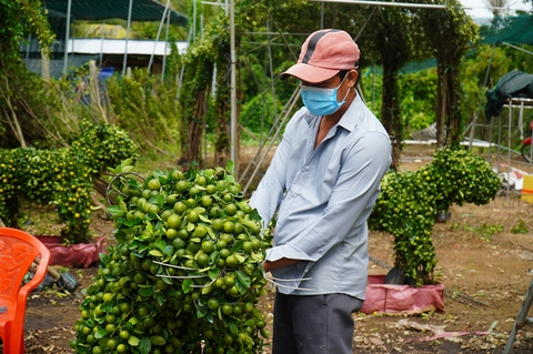 Bà con trồng hoa miền Tây vui như Tết - Ảnh 1. Bà con trồng hoa miền Tây vui như Tết - Ảnh 1.