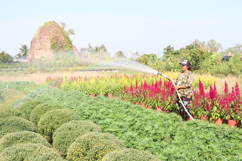 Bà con trồng hoa miền Tây vui như Tết - Ảnh 2. Bà con trồng hoa miền Tây vui như Tết - Ảnh 2.