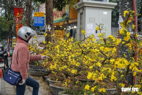 Mai Tết ở Hà Nội chưa năm nào vắng khách như năm nay, người bán lo lỗ - Ảnh 6. Mai Tết ở Hà Nội chưa năm nào vắng khách như năm nay, người bán lo lỗ - Ảnh 6.
