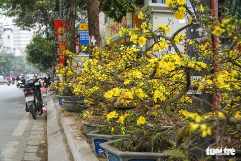 Mai Tết ở Hà Nội chưa năm nào vắng khách như năm nay, người bán lo lỗ - Ảnh 2. Mai Tết ở Hà Nội chưa năm nào vắng khách như năm nay, người bán lo lỗ - Ảnh 2.