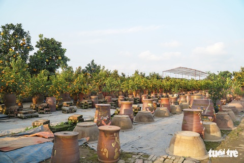 Quất Tết ở Hà Nội bẻ lái đẹp giờ chót - Ảnh 2. Quất Tết ở Hà Nội bẻ lái đẹp giờ chót - Ảnh 2.