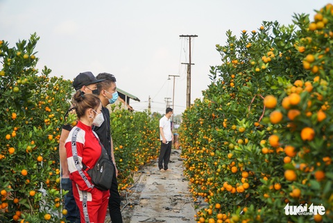 Quất Tết ở Hà Nội bẻ lái đẹp giờ chót - Ảnh 4. Quất Tết ở Hà Nội bẻ lái đẹp giờ chót - Ảnh 4.