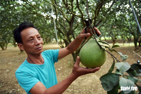 Đặc sản bưởi Tân Triều chưa Tết đã ‘cháy’ hàng - Ảnh 2. Đặc sản bưởi Tân Triều chưa Tết đã ‘cháy’ hàng - Ảnh 2.