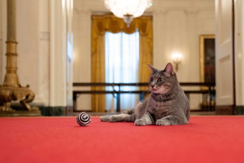 Gia đình ông Biden đón thêm thành viên mới vào Nhà Trắng - Ảnh 1. Gia đình ông Biden đón thêm thành viên mới vào Nhà Trắng - Ảnh 1.