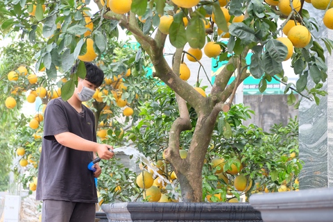buoi dien - bongmai buoi dien - bongmai
