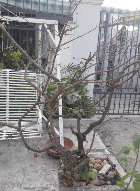 Yêu cái Tết nhẹ nhàng, lặng lẽ của Sài Gòn thân thương - Ảnh 2. Yêu cái Tết nhẹ nhàng, lặng lẽ của Sài Gòn thân thương - Ảnh 2.