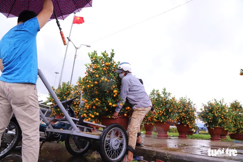 Chợ hoa Tết lớn nhất Đà Nẵng: Sức mua đã giảm 50%, lại còn mưa kiểu ni, căng quá - Ảnh 3. Chợ hoa Tết lớn nhất Đà Nẵng: Sức mua đã giảm 50%, lại còn mưa kiểu ni, căng quá - Ảnh 3.