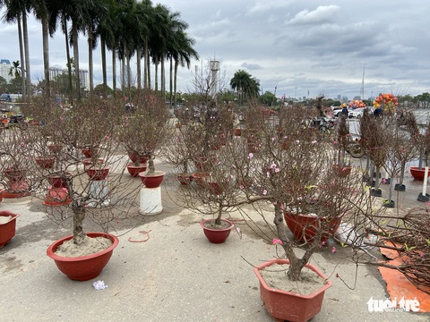 Chiều cuối cùng năm Tân Sửu: Các điểm bán đào, quất, lan... ở Hà Nội ế khách, hoa bó đắt hàng - Ảnh 2. Chiều cuối cùng năm Tân Sửu: Các điểm bán đào, quất, lan... ở Hà Nội ế khách, hoa bó đắt hàng - Ảnh 2.