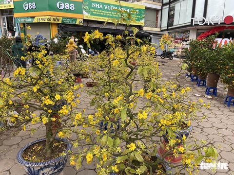 Chiều cuối cùng năm Tân Sửu: Các điểm bán đào, quất, lan... ở Hà Nội ế khách, hoa bó đắt hàng - Ảnh 4. Chiều cuối cùng năm Tân Sửu: Các điểm bán đào, quất, lan... ở Hà Nội ế khách, hoa bó đắt hàng - Ảnh 4.