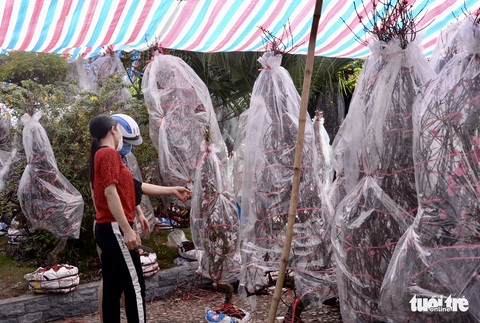 Hoa cắt cành bán chạy, hoa chưng Tết giảm giá sập sàn - Ảnh 6. Hoa cắt cành bán chạy, hoa chưng Tết giảm giá sập sàn - Ảnh 6.