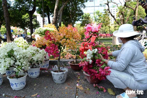 Hoa cắt cành bán chạy, hoa chưng Tết giảm giá sập sàn - Ảnh 10. Hoa cắt cành bán chạy, hoa chưng Tết giảm giá sập sàn - Ảnh 10.