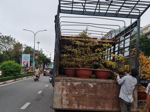 Quảng Ngãi chiều cuối năm: người bán mai méo mặt, cúc hết hàng chủ hoa phấn khởi - Ảnh 3. Quảng Ngãi chiều cuối năm: người bán mai méo mặt, cúc hết hàng chủ hoa phấn khởi - Ảnh 3.