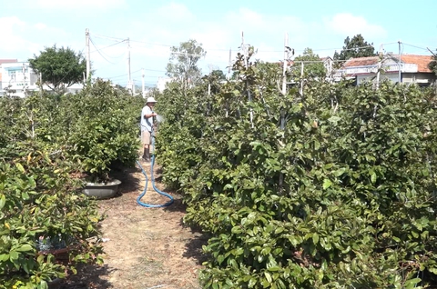 Nhà vườn hoa Tết ‘rối ruột’ vì vắng bóng thương lái - Ảnh 2. Nhà vườn hoa Tết ‘rối ruột’ vì vắng bóng thương lái - Ảnh 2.