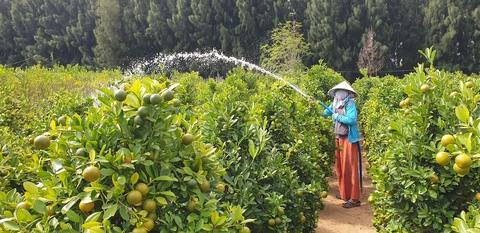 Nhà vườn hoa Tết ‘rối ruột’ vì vắng bóng thương lái - Ảnh 1. Nhà vườn hoa Tết ‘rối ruột’ vì vắng bóng thương lái - Ảnh 1.
