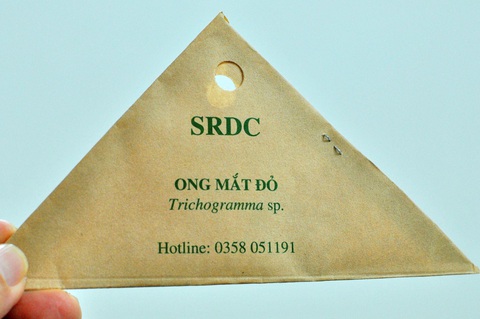 Betrimex tài trợ thử nghiệm trừ sâu đầu đen hại dừa tại Bến Tre - Ảnh 1. Betrimex tài trợ thử nghiệm trừ sâu đầu đen hại dừa tại Bến Tre - Ảnh 1.