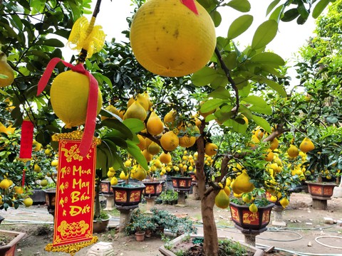 Bưởi Diễn miền Bắc đổ bộ vào TP.HCM đón Tết - Ảnh 5. Bưởi Diễn miền Bắc đổ bộ vào TP.HCM đón Tết - Ảnh 5.
