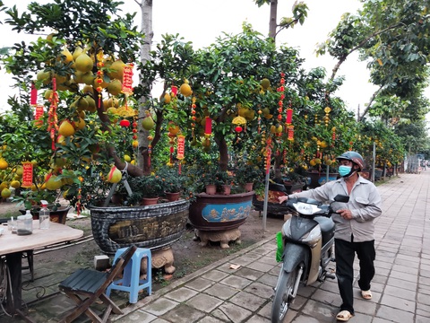 Bưởi Diễn miền Bắc đổ bộ vào TP.HCM đón Tết - Ảnh 1. Bưởi Diễn miền Bắc đổ bộ vào TP.HCM đón Tết - Ảnh 1.