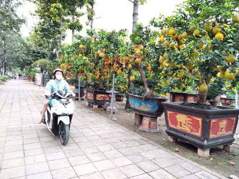 Bưởi Diễn miền Bắc đổ bộ vào TP.HCM đón Tết - Ảnh 4. Bưởi Diễn miền Bắc đổ bộ vào TP.HCM đón Tết - Ảnh 4.