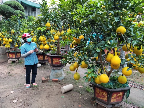 Bưởi Diễn miền Bắc đổ bộ vào TP.HCM đón Tết - Ảnh 3. Bưởi Diễn miền Bắc đổ bộ vào TP.HCM đón Tết - Ảnh 3.