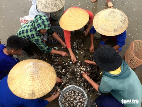 Hàng ngàn người hò nhau đi vớt ‘lộc biển’ sau mưa bão - Ảnh 5. Hàng ngàn người hò nhau đi vớt ‘lộc biển’ sau mưa bão - Ảnh 5.
