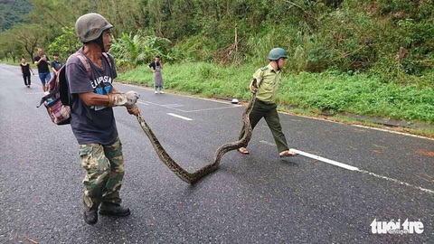 Trăn gấm 4 mét quấn chết khỉ bên vệ đường dưới núi Sơn Trà - Ảnh 1. Trăn gấm 4 mét quấn chết khỉ bên vệ đường dưới núi Sơn Trà - Ảnh 1.