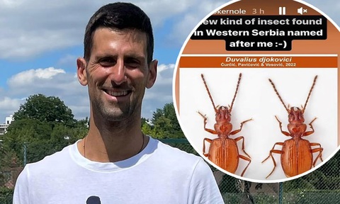 Loài bọ cánh cứng được đặt theo tên tay vợt Novak Djokovic - Ảnh 1. Loài bọ cánh cứng được đặt theo tên tay vợt Novak Djokovic - Ảnh 1.