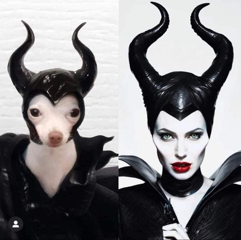 Cô chó cosplay loạt sao nổi tiếng - Ảnh 11. Cô chó cosplay loạt sao nổi tiếng - Ảnh 11.