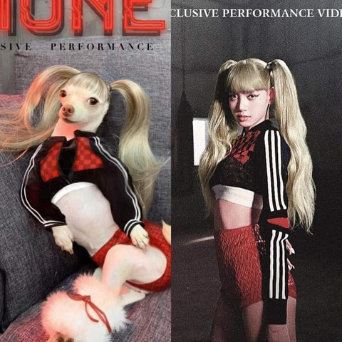 Cô chó cosplay loạt sao nổi tiếng - Ảnh 12. Cô chó cosplay loạt sao nổi tiếng - Ảnh 12.