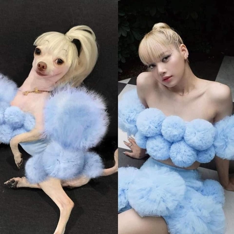 Cô chó cosplay loạt sao nổi tiếng - Ảnh 13. Cô chó cosplay loạt sao nổi tiếng - Ảnh 13.