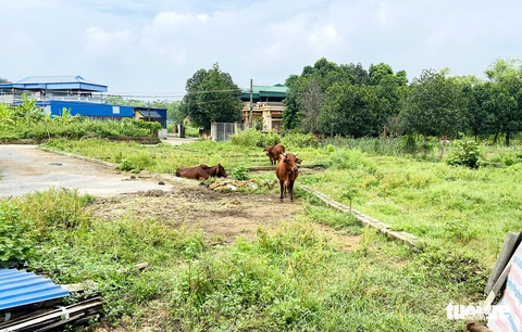 Tin sáng 12-10: Hôm nay cho ý kiến cơ chế đặc thù với TP.HCM; Hà Nội chấn chỉnh quản lý đất đai - Ảnh 2. Tin sáng 12-10: Hôm nay cho ý kiến cơ chế đặc thù với TP.HCM; Hà Nội chấn chỉnh quản lý đất đai - Ảnh 2.