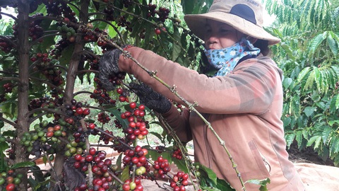 Nhà vườn trong nước đang bước vào vụ thu hoạch cà phê - Ảnh: N.TRÍ Nhà vườn trong nước đang bước vào vụ thu hoạch cà phê - Ảnh: N.TRÍ