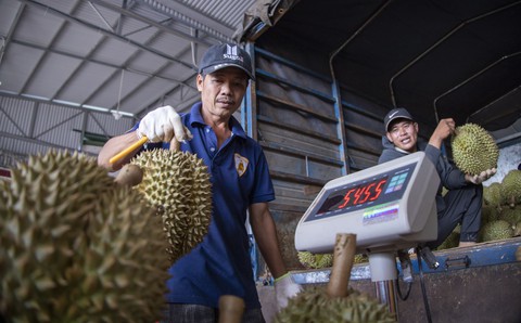 Siết chặt quản lý để ngăn độn hàng, đổi mã vùng trồng sầu riêng - Ảnh 2. Siết chặt quản lý để ngăn độn hàng, đổi mã vùng trồng sầu riêng - Ảnh 2.