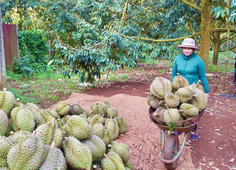 Siết chặt quản lý để ngăn độn hàng, đổi mã vùng trồng sầu riêng - Ảnh 1. Siết chặt quản lý để ngăn độn hàng, đổi mã vùng trồng sầu riêng - Ảnh 1.
