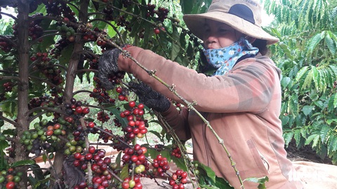 Tin sáng 14-10: Công nghiệp TP.HCM thoát đáy suy giảm; Sẽ hạn chế xe giường nằm vào nội đô - Ảnh 5. Tin sáng 14-10: Công nghiệp TP.HCM thoát đáy suy giảm; Sẽ hạn chế xe giường nằm vào nội đô - Ảnh 5.