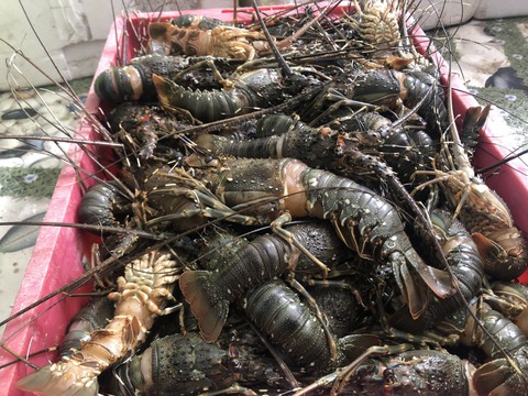 Hai tấn tôm hùm chết nghi do ‘sốc’ nước ngọt - Ảnh 1. Hai tấn tôm hùm chết nghi do ‘sốc’ nước ngọt - Ảnh 1.