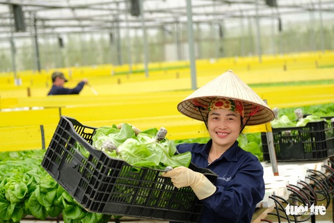 Xuất khẩu rau củ, sao vẫn khó? - Ảnh 1. Xuất khẩu rau củ, sao vẫn khó? - Ảnh 1.