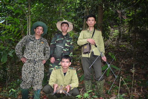 Phát hiện nhiều loài rùa quý hiếm tại Khu bảo tồn thiên nhiên Pù Hu - Ảnh 6. Phát hiện nhiều loài rùa quý hiếm tại Khu bảo tồn thiên nhiên Pù Hu - Ảnh 6.