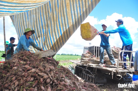 Nông dân ngại tái canh tác khoai lang, dù được xuất khẩu chính ngạch - Ảnh 1. Nông dân ngại tái canh tác khoai lang, dù được xuất khẩu chính ngạch - Ảnh 1.