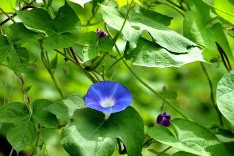Đi tìm tinh hoa của đất trời - Ảnh 1.