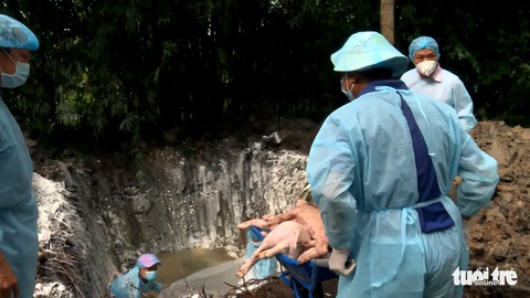 Trà Vinh phát hiện 10 ổ dịch tả heo châu Phi - Ảnh 1. Trà Vinh phát hiện 10 ổ dịch tả heo châu Phi - Ảnh 1.