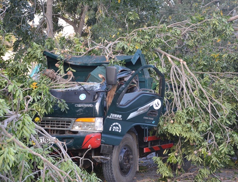 Tài xế lái xe ben chạy ngoài đường bị cây xà cừ ngã đè chết - Ảnh 3. Tài xế lái xe ben chạy ngoài đường bị cây xà cừ ngã đè chết - Ảnh 3.