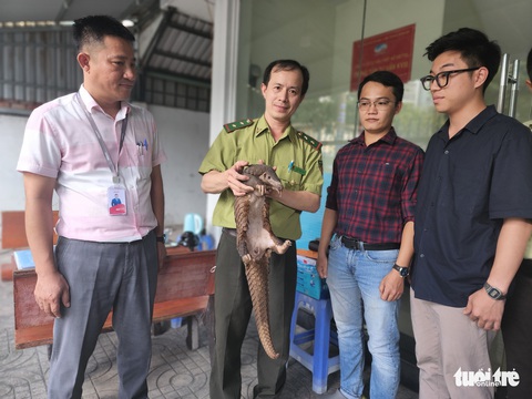2 kỹ sư nhặt được tê tê Java quý hiếm nặng 4kg ở ven đường - Ảnh 2. 2 kỹ sư nhặt được tê tê Java quý hiếm nặng 4kg ở ven đường - Ảnh 2.