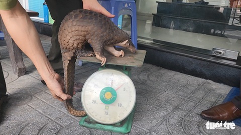 2 kỹ sư nhặt được tê tê Java quý hiếm nặng 4kg ở ven đường - Ảnh 1. 2 kỹ sư nhặt được tê tê Java quý hiếm nặng 4kg ở ven đường - Ảnh 1.