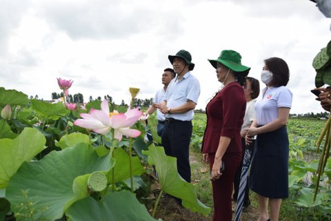 Sen Đồng Tháp vươn xa - Ảnh 1. Sen Đồng Tháp vươn xa - Ảnh 1.