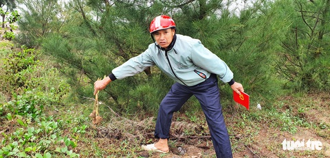 Hàng trăm cây trồng giặm tại rừng phòng hộ ở Thanh Hóa bị nhổ bỏ - Ảnh 2. Hàng trăm cây trồng giặm tại rừng phòng hộ ở Thanh Hóa bị nhổ bỏ - Ảnh 2.