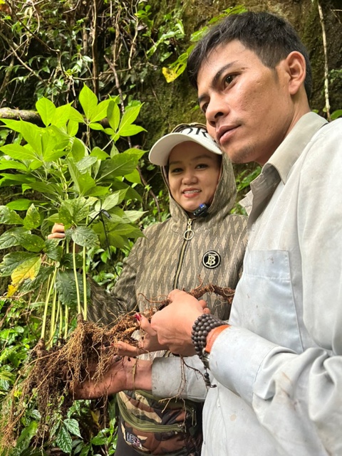 Sâm Ngọc Linh - một báu vật của người Việt - Ảnh 2. Sâm Ngọc Linh - một báu vật của người Việt - Ảnh 2.