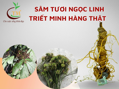 Sâm Ngọc Linh - một báu vật của người Việt - Ảnh 5. Sâm Ngọc Linh - một báu vật của người Việt - Ảnh 5.
