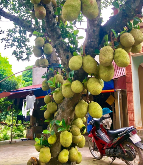 Tuyển tập loạt cây mít vỡ kế hoạch chi chít khiến ai đi ngang cũng thòm thèm - Ảnh 4. Tuyển tập loạt cây mít vỡ kế hoạch chi chít khiến ai đi ngang cũng thòm thèm - Ảnh 4.