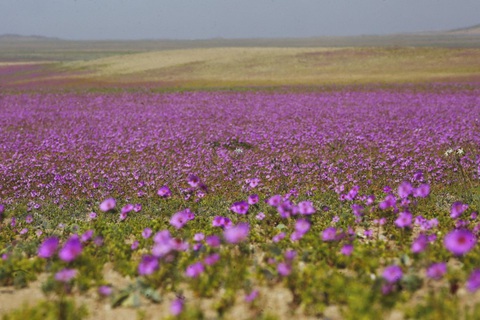 Chile bảo vệ hiện tượng sa mạc nở hoa độc đáo tại Atacama - Ảnh 1. Chile bảo vệ hiện tượng sa mạc nở hoa độc đáo tại Atacama - Ảnh 1.